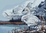 (image for) Trumpeter Swans